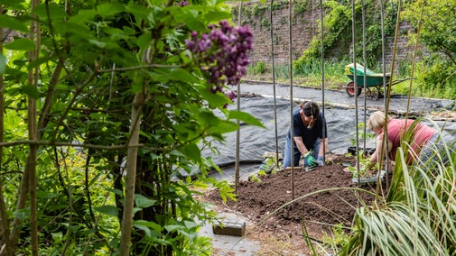 Two people kneeling and working in the soil at the community garden at Powis Castle